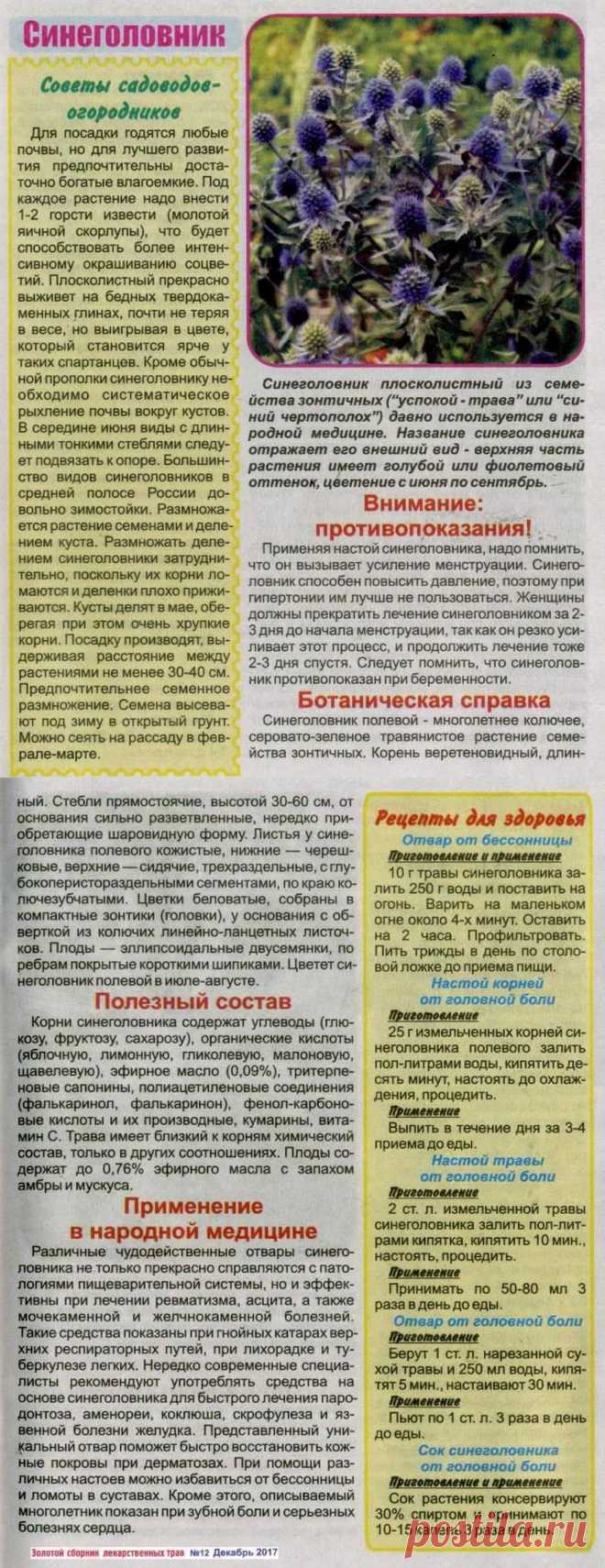 Синеголовник