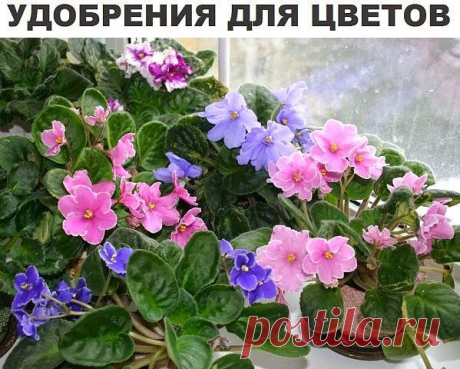 Удобрения дл цветов.