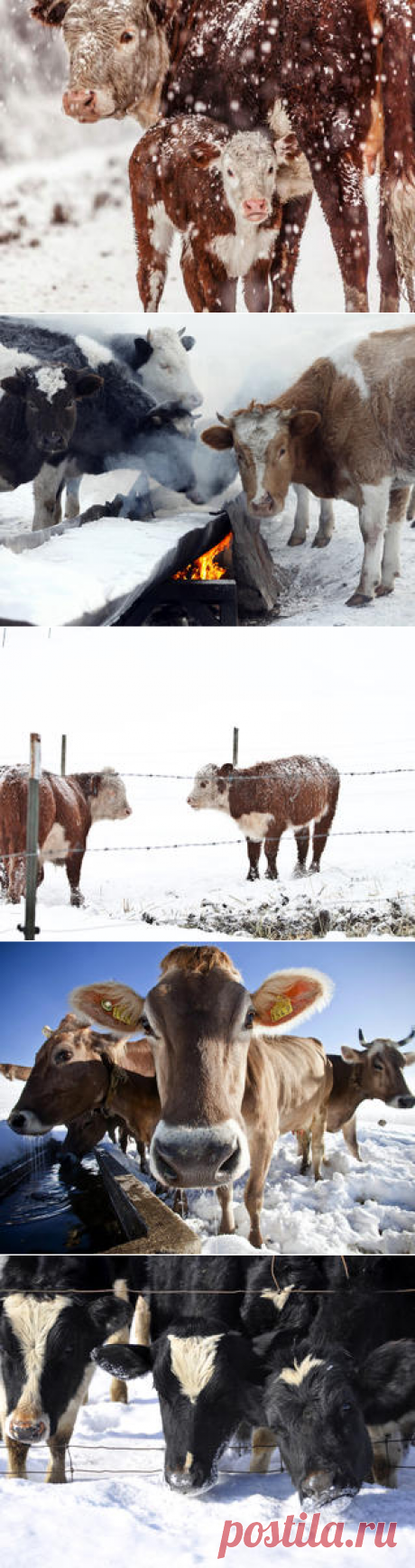 Смотреть изображения коров | Зооляндия