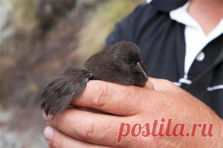 10 не летающих птиц, доживших до наших дней