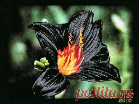 ЧЕРНАЯ ЛИЛИЯ  (муз.открытка)
