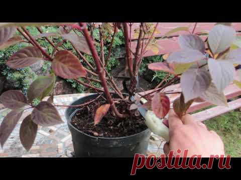 обрезка метельчатой гортензии в октябре-фильм 1-й