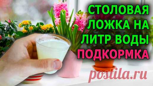 Роман Буров TV | Подкармливаю так свои комнатные растения и рассаду цветочных и овощных культур, результат впечатляющий, все в зелени и буйно цветет