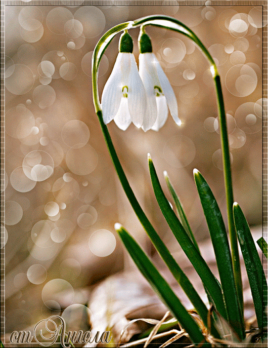 Елена Захарова - Google+