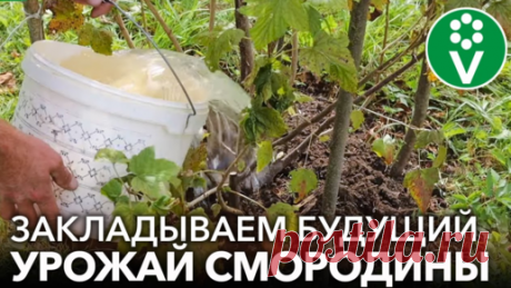 Три приема на смородине осенью, которые значительно увеличат урожай в следующем году! Как обрезать, чем подкормить, какую обработку провести | Procvetok | Дзен