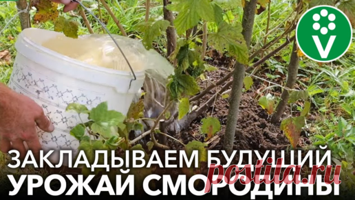 Три приема на смородине осенью, которые значительно увеличат урожай в следующем году! Как обрезать, чем подкормить, какую обработку провести | Procvetok | Дзен