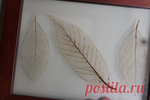 Декор из сухоцветов..