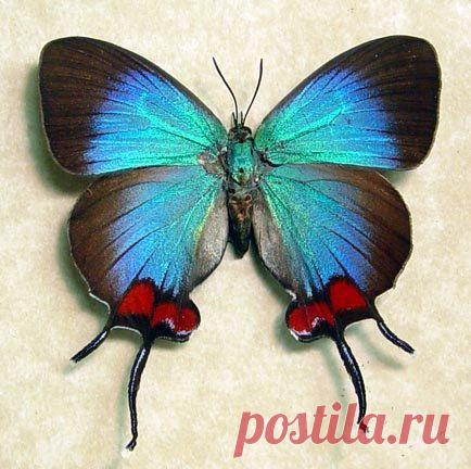 Amazing and rare blue Thecla Coronata [Female] butterfly from Ecuador - with delicate swallow-tails and bright-red patches.