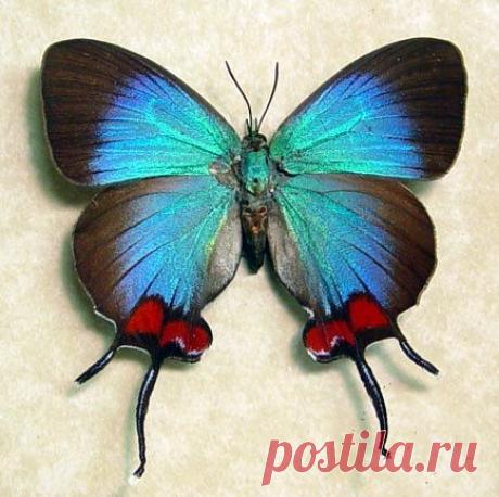 Amazing and rare blue Thecla Coronata [Female] butterfly from Ecuador - with delicate swallow-tails and bright-red patches.