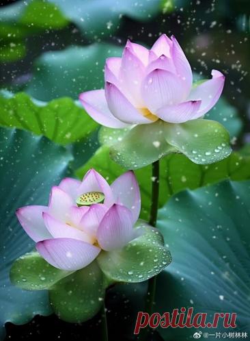 Пин на доске яЛОТОС