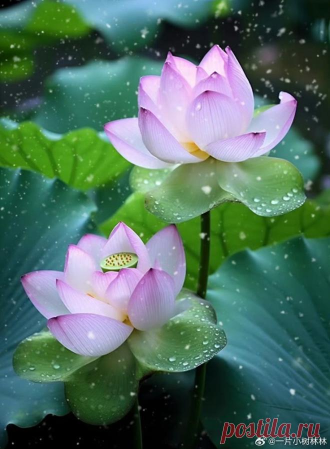 Пин на доске яЛОТОС