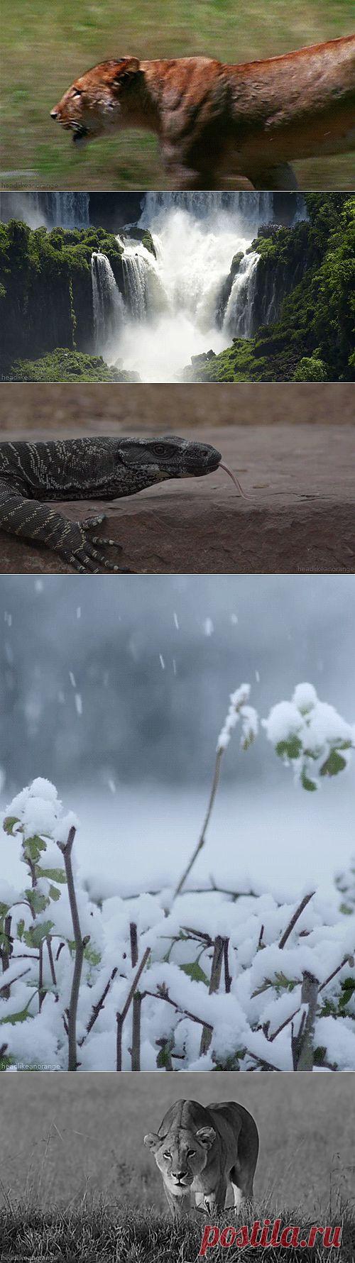 Живые фотографии.