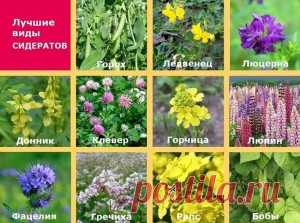 Что такое сидерация? | Сад и Огород