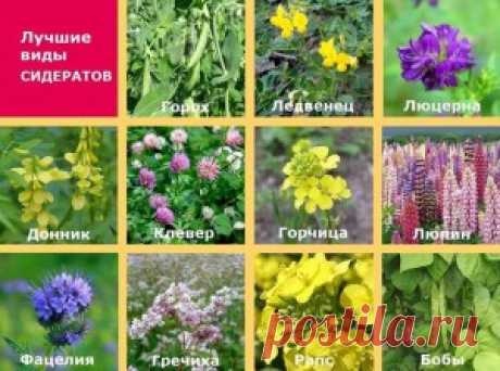 Что такое сидерация? | Сад и Огород