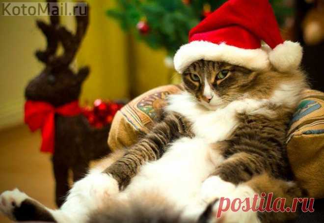 Новогодний котэ