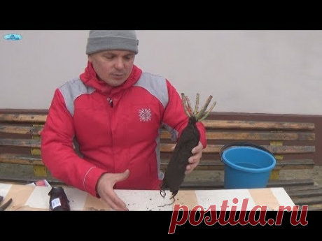 Розы, посаженные таким способом, будут обильно и продолжительно цвести!!