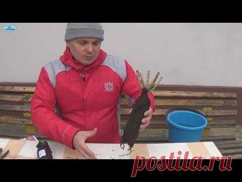 Розы, посаженные таким способом, будут обильно и продолжительно цвести!!