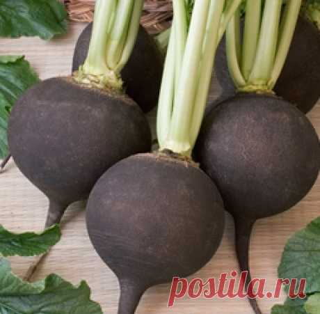О пользе чёрной редьки. - Кулинария