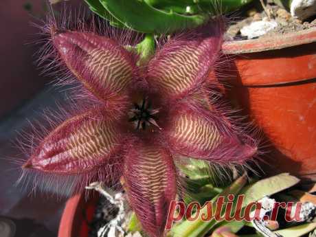 stapelia gettliffei, cerràndose Explore mnovela2293's photos on Flickr. mnovela2293 has uploaded 5137 photos to Flickr.