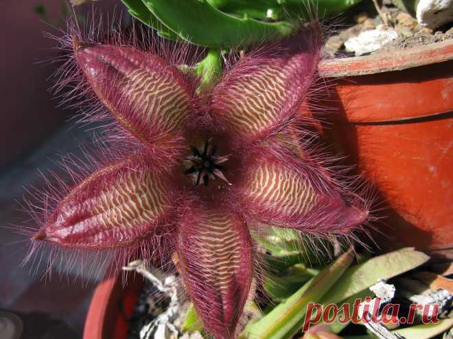 stapelia gettliffei, cerràndose Explore mnovela2293's photos on Flickr. mnovela2293 has uploaded 5137 photos to Flickr.