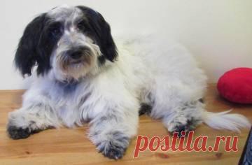 ВсеХвосты.Ру- Помощь бездомным животным. Все о животных. Взять собаку, кошку, передержки, воспитание, уход за животными. • Просмотр темы - Ищет дом Тоби.