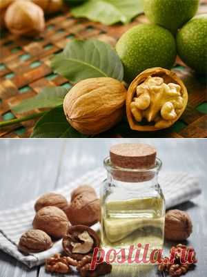 >> Грецкий орех – польза и вред грецких орехов, применение, перегородки (скорлупа) грецкого ореха, настойка и масло грецкого ореха