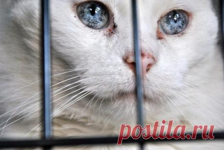 Удивительно, что может сделать любовь, терпение и доброта!
Кокос был просто еще одним грязным, раненым бездомным котом на улице Бостона. В феврале 2016 года одна женщина решила помочь ему.
Кот был в таком плохом состоянии, что, казалось, долго не проживет.…