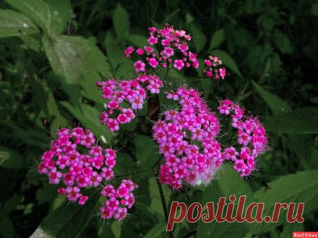 Фото: Гроздья. Николай Попов. Природа - Фото и фотограф на Расфокусе.