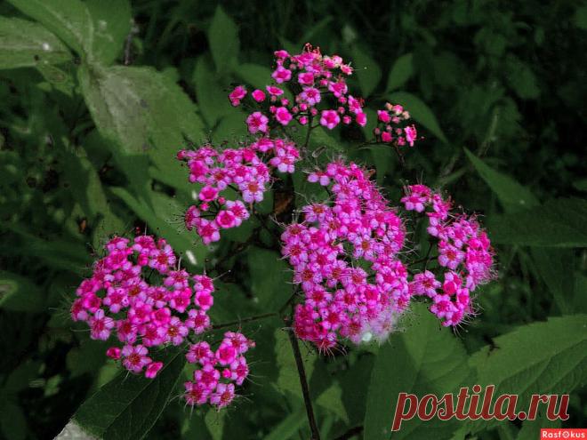 Фото: Гроздья. Николай Попов. Природа - Фото и фотограф на Расфокусе.