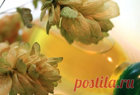 Шишки хмеля для волос - питание, укрепление и невероятный объем