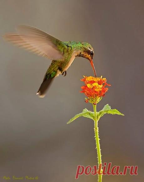 (6) POESIAS,POEMAS PARA SOÑAR,.Y MAS...