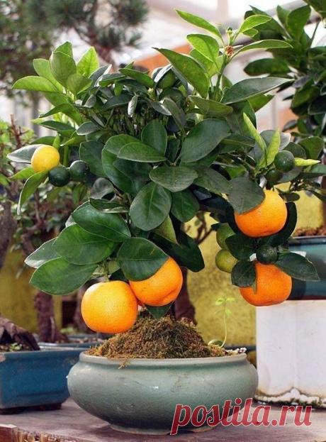 Amazing Bonsai Fruit Trees  |  Pinterest • Всемирный каталог идей