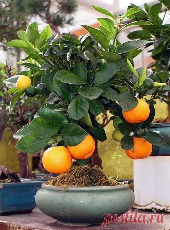 Amazing Bonsai Fruit Trees  |  Pinterest • Всемирный каталог идей