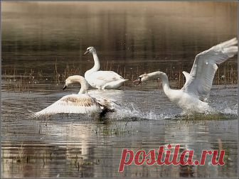 Фотография Молодежно-лебединые разборки...