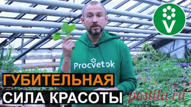 Посадите ЭТОТ ЦВЕТОК в теплицу, и БЕЛОКРЫЛКА будет вам не страшна!