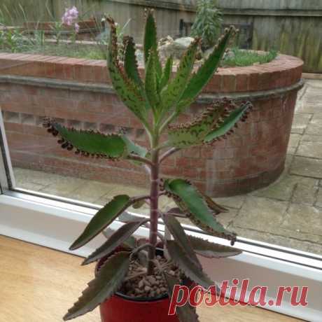 Калахоэ Дегремона (Bryophyllum daigremontianum)