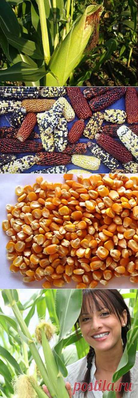 Выращивание кукурузы.