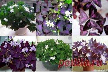 Комнатные растения. Кислица зимой