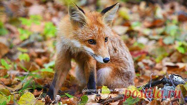 Народные приметы 27 апреля в день Мартына и вороний праздник Народные приметы 27 апреля в день Мартына, вороний праздник, Мартына-лисогона. Что нельзя делать 27 апреля, а что можно по поверьям