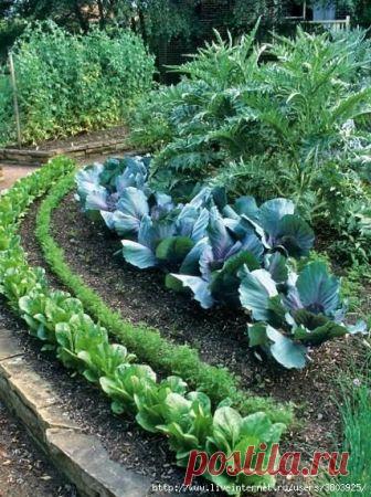 Как увеличить маленький огород. Полезные хитрости. Что делать, если огород очень маленький, а посадить хочется всего хотя бы понемногу? Выход есть. Владельцам 3-х соток можно сильно не расстраиваться, места хватит и на яркую клумбу, и на огород.Немного фантазии и ловких рук, дорогие дачники, и ваш огород легко увеличивается на пару соток...