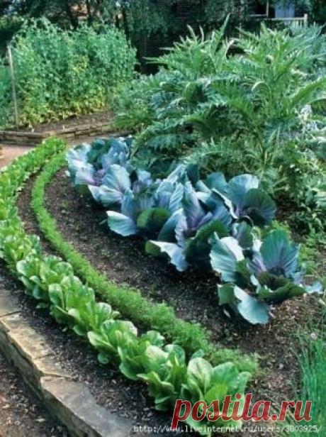 Как увеличить маленький огород. Полезные хитрости. Что делать, если огород очень маленький, а посадить хочется всего хотя бы понемногу? Выход есть. Владельцам 3-х соток можно сильно не расстраиваться, места хватит и на яркую клумбу, и на огород.Немного фантазии и ловких рук, дорогие дачники, и ваш огород легко увеличивается на пару соток...