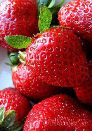 Подкормка клубники и борьба с вредителями.