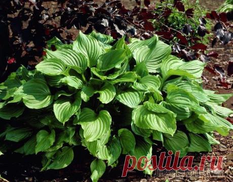 Лучшие хосты последнего десятилетия Американская ассоциация специалистов по разведению хосты – часть садоводческой организации Walters Gardens, ведущего национального "заводчика" и экспортера декоративных многолетников. Более 70 лет они...