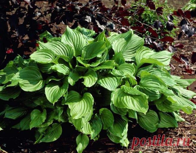 Лучшие хосты последнего десятилетия Американская ассоциация специалистов по разведению хосты – часть садоводческой организации Walters Gardens, ведущего национального 