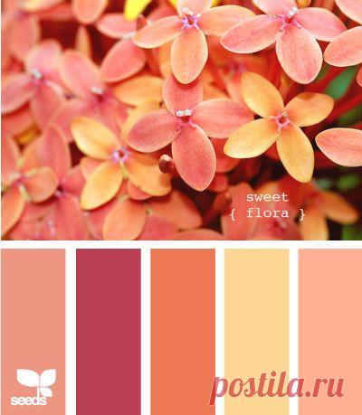 сочетание цветов