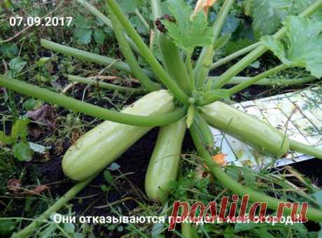 Массовая атака кабачков на мой огород: как я дошла до жизни такой 
Много в этом году слышала жалоб на кабачки. И что не опыляются, и не завязываются, и что завязываются, но гниют на корню и т.д. и т.п.
Скажу сразу — я с кабачками. Едим, готовим, угощаем соседей, дру…