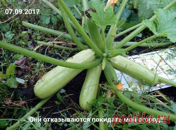 Массовая атака кабачков на мой огород: как я дошла до жизни такой 
Много в этом году слышала жалоб на кабачки. И что не опыляются, и не завязываются, и что завязываются, но гниют на корню и т.д. и т.п.
Скажу сразу — я с кабачками. Едим, готовим, угощаем соседей, дру…