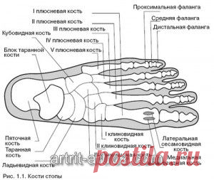 Проявления и терапия патологических нарушений в стопе человека...