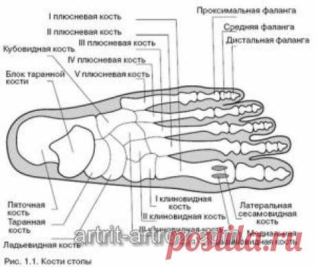 Проявления и терапия патологических нарушений в стопе человека...