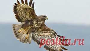 Все мы помним пословицу: «Лучше синица в руках, чем журавль в небе». На эту тему есть басня и у самого известного баснописца древности – Эзопа, инсценировку которой я хочу предложить вниманию всех любителей домашнего театра.